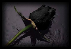 schwarze Rose